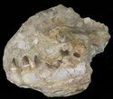 Mosasaur (Prognathodon) Jaw Section With Teeth In Matrix #50795-4